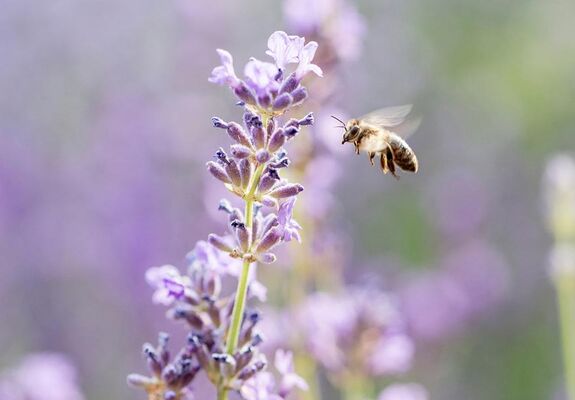 Biene beim Anflug auf einen Lavendel