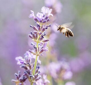 Biene beim Anflug auf einen Lavendel