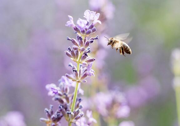 Biene beim Anflug auf einen LavendelBiene beim Anflug auf einen Lavendel