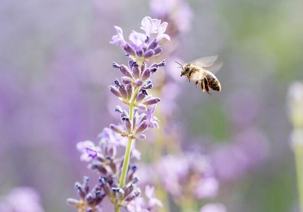 Biene beim Anflug auf einen Lavendel