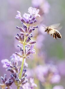 Bee approaching a lavender