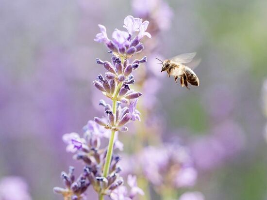 Biene beim Anflug auf einen Lavendel