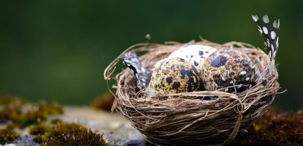 nest-3225997_1920