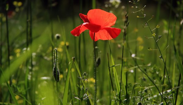 poppy-3137588_1920