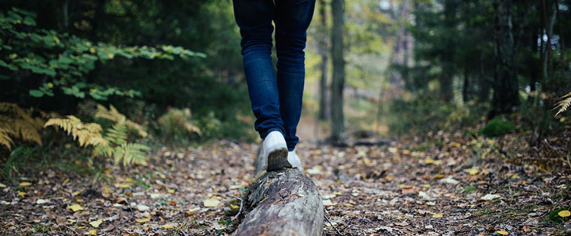 Wiener Lobau grüne Oase Wiens