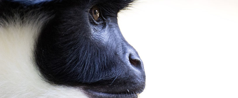Tiergarten Schönbrunn Familienurlaub in Wien